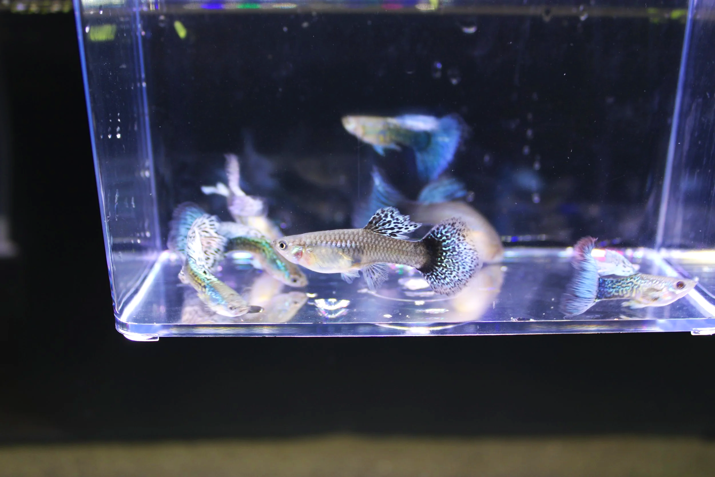 female Blue Dragon guppy