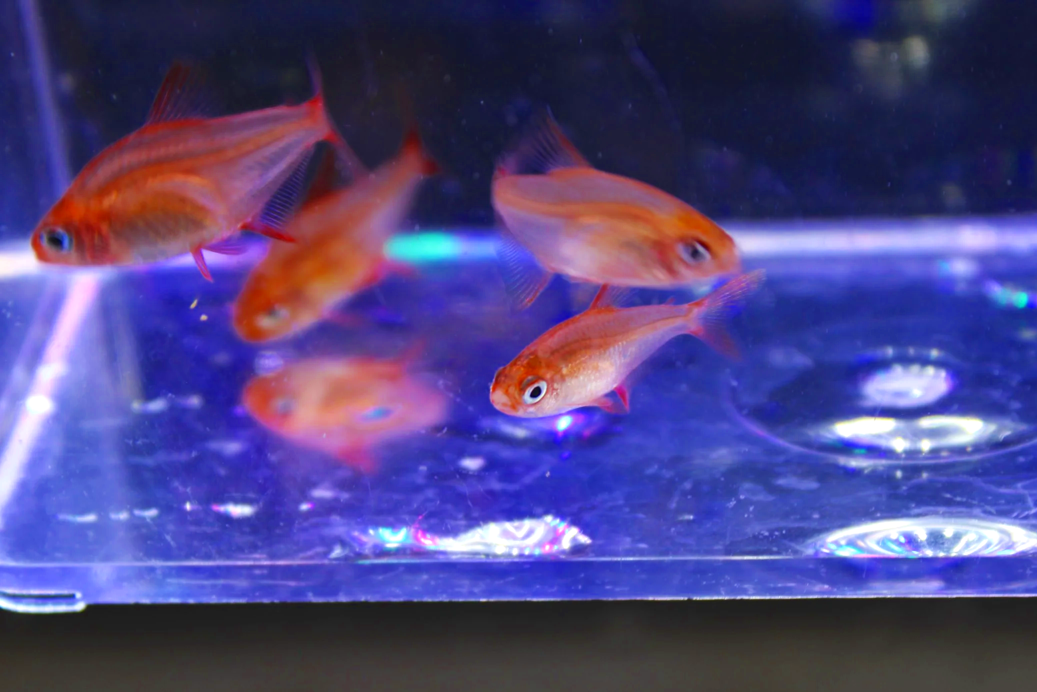 Cherry Red Muzel Tetra 6