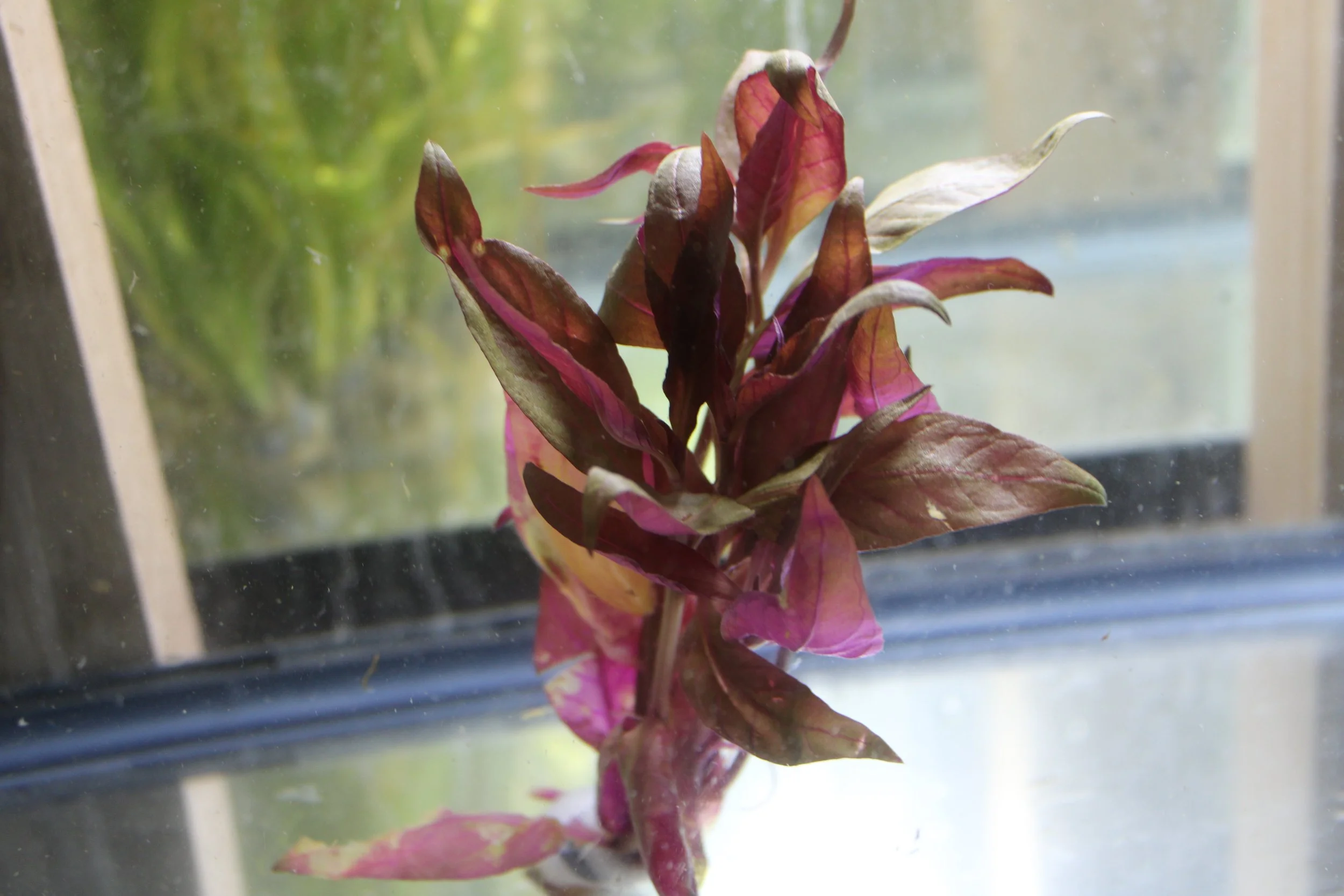 Alternanthera Lilacina