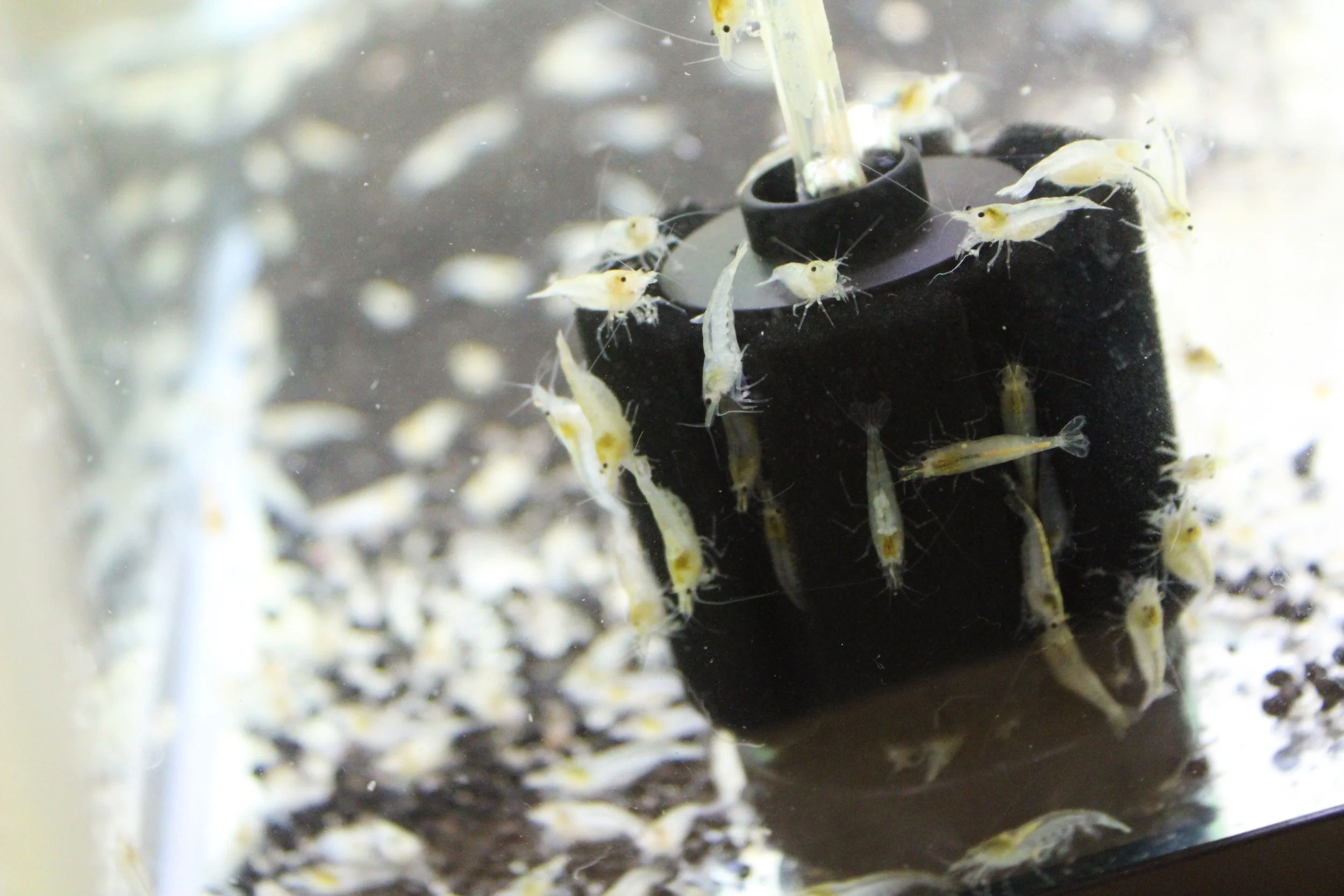 Snowball Shrimp (Neocaridina zhangjiajiensis) 2