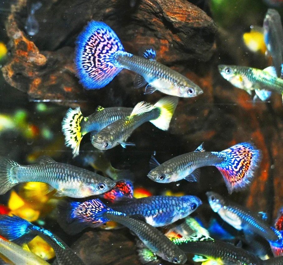 group of female guppy fish