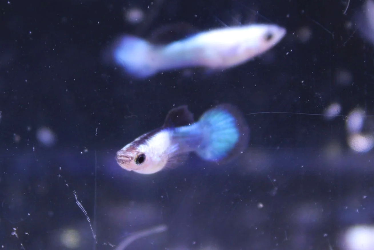 Panda Guppy 1