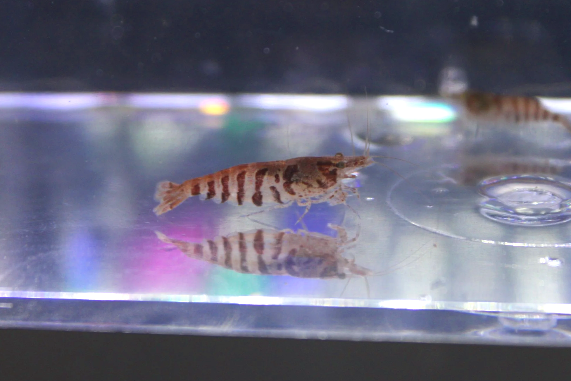 Zebra Babaulti Shrimp
