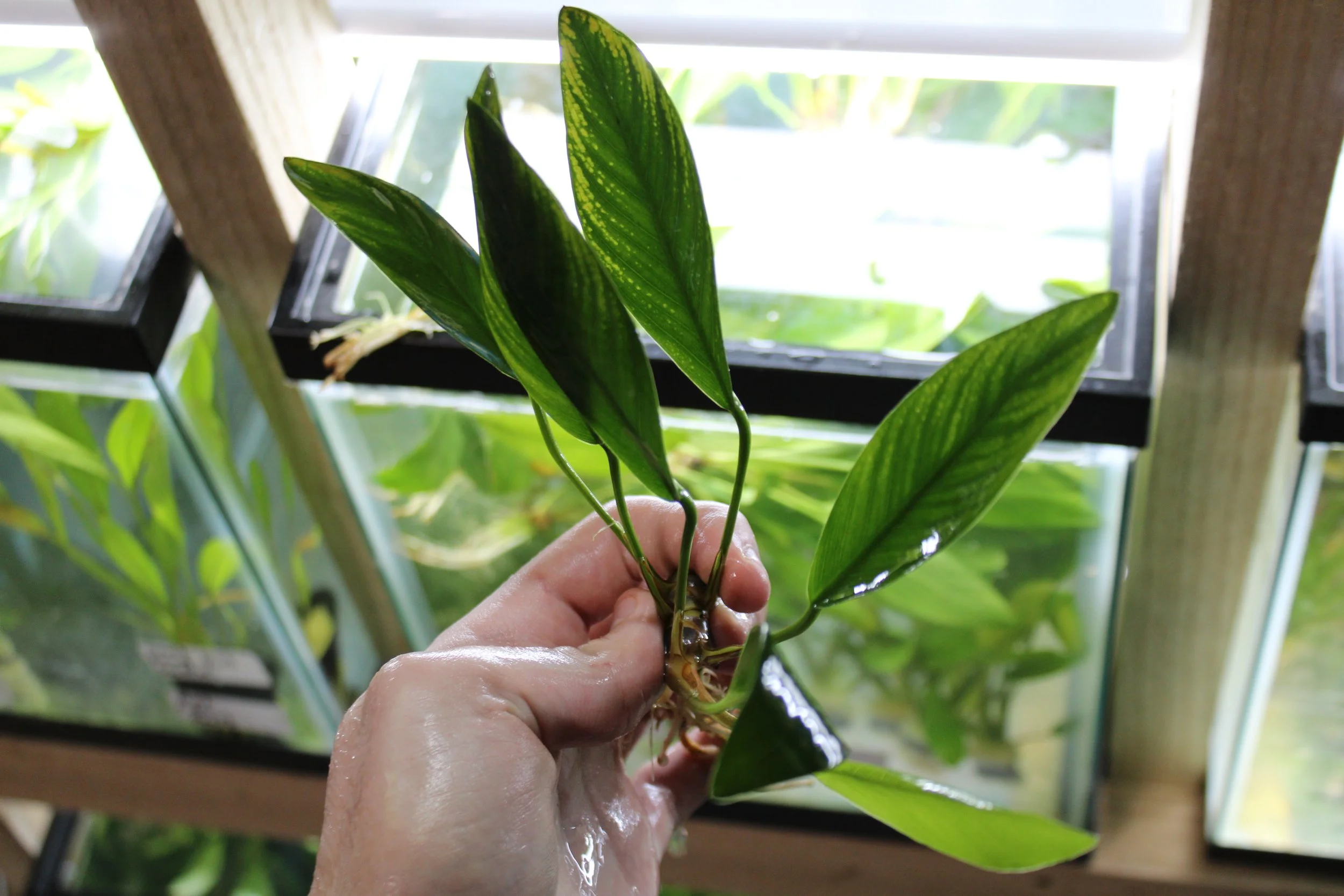 Anubias Congensis