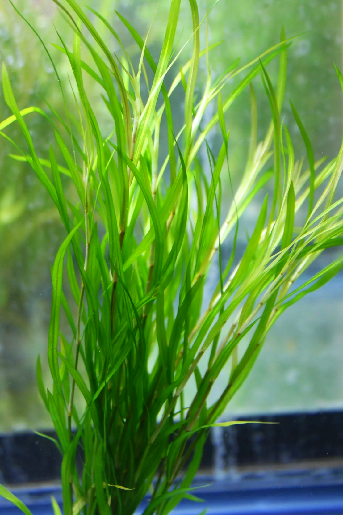 Potamogeton Gayi