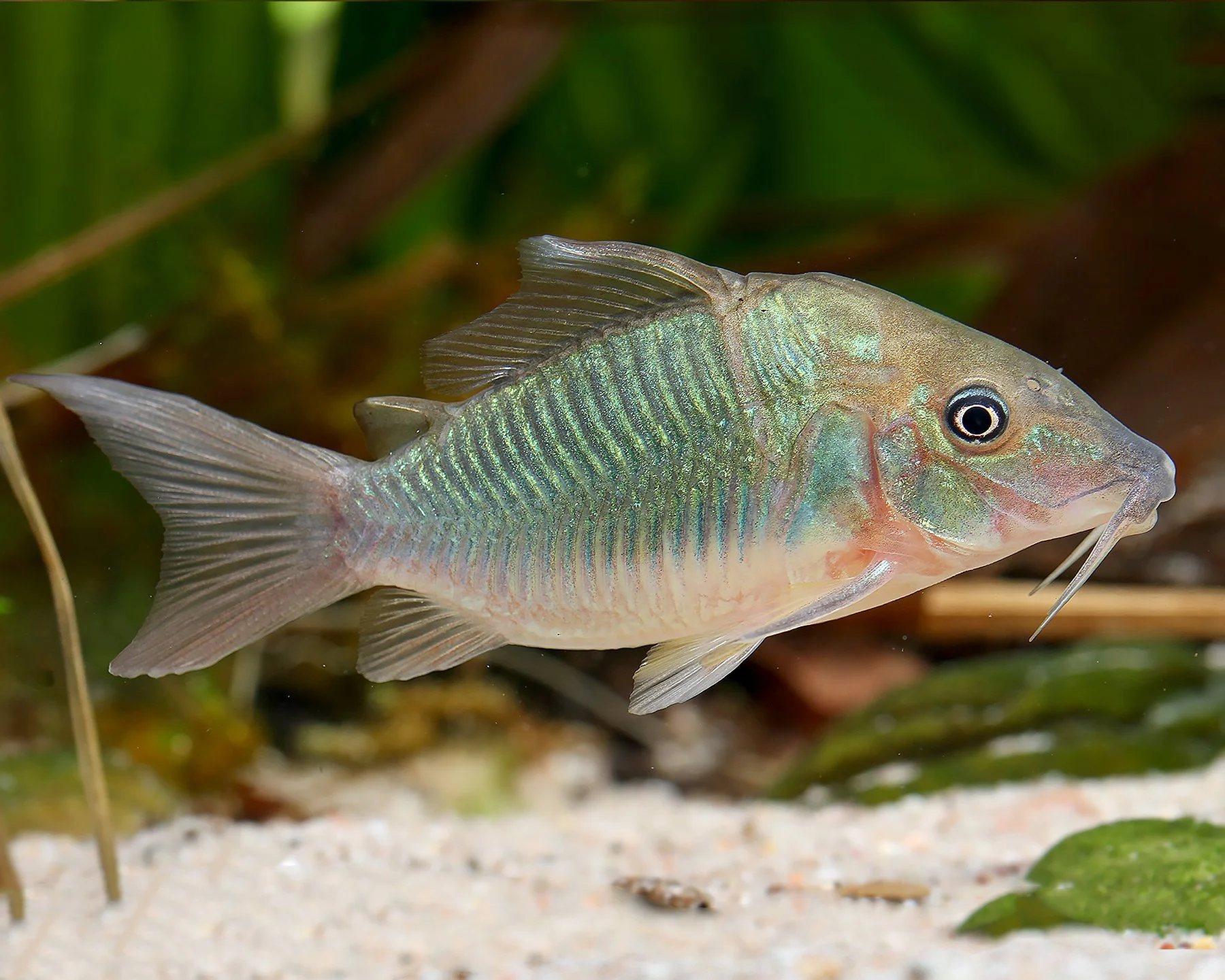 Emerald Corydoras (Brochis splendens)