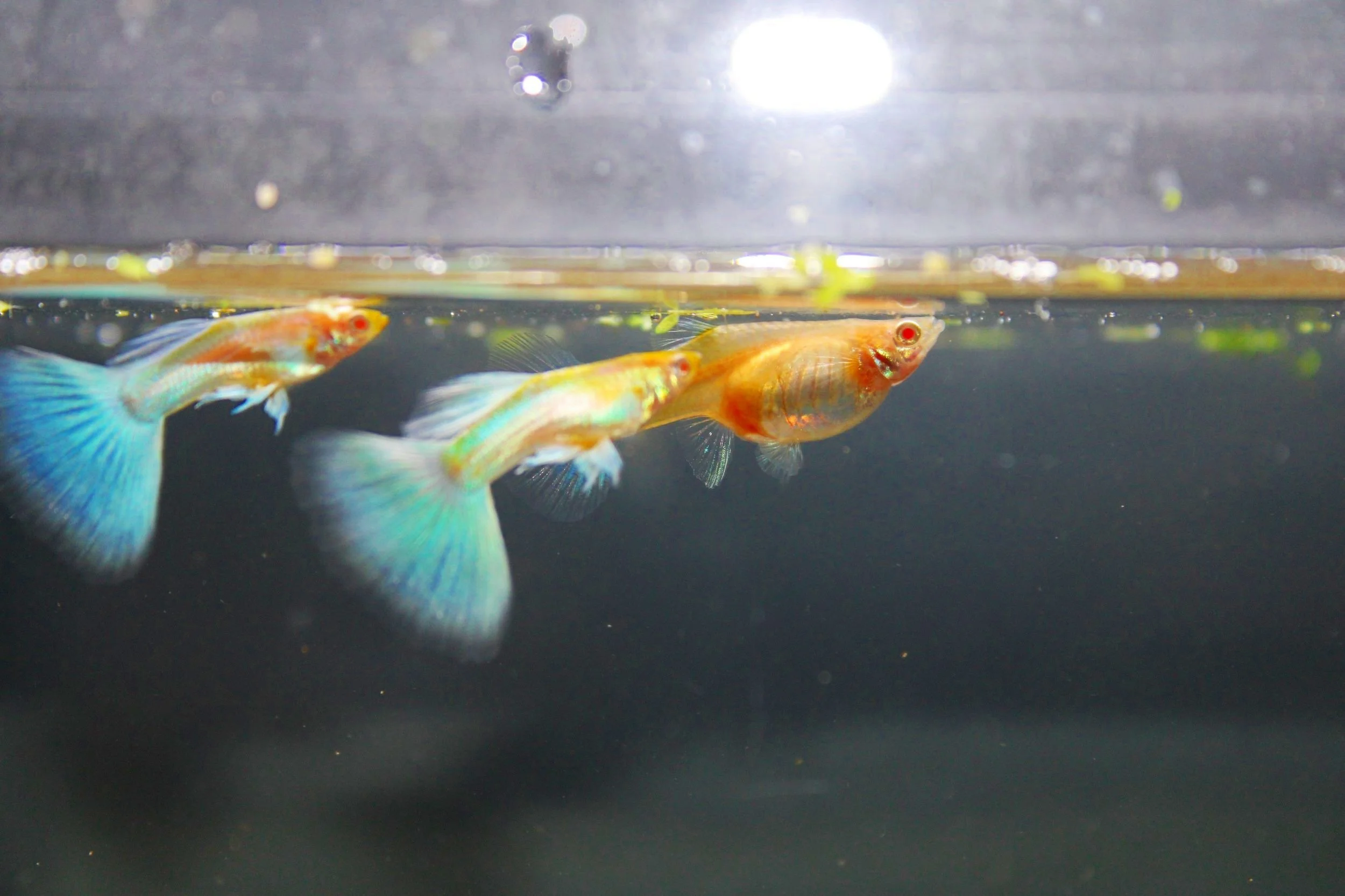 Male and female albino blue tuxedo guppy fish
