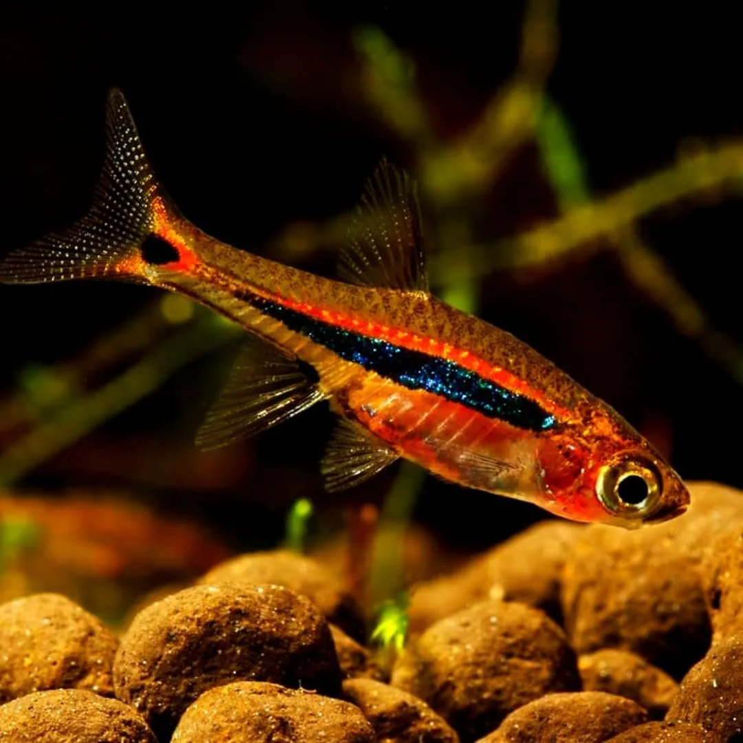 Exclamation Point Rasbora 1