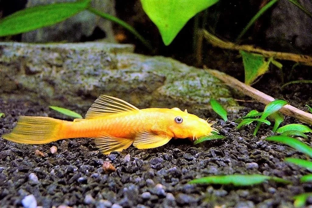 Shortfin Blue Eye Lemon Bristlenose Pleco