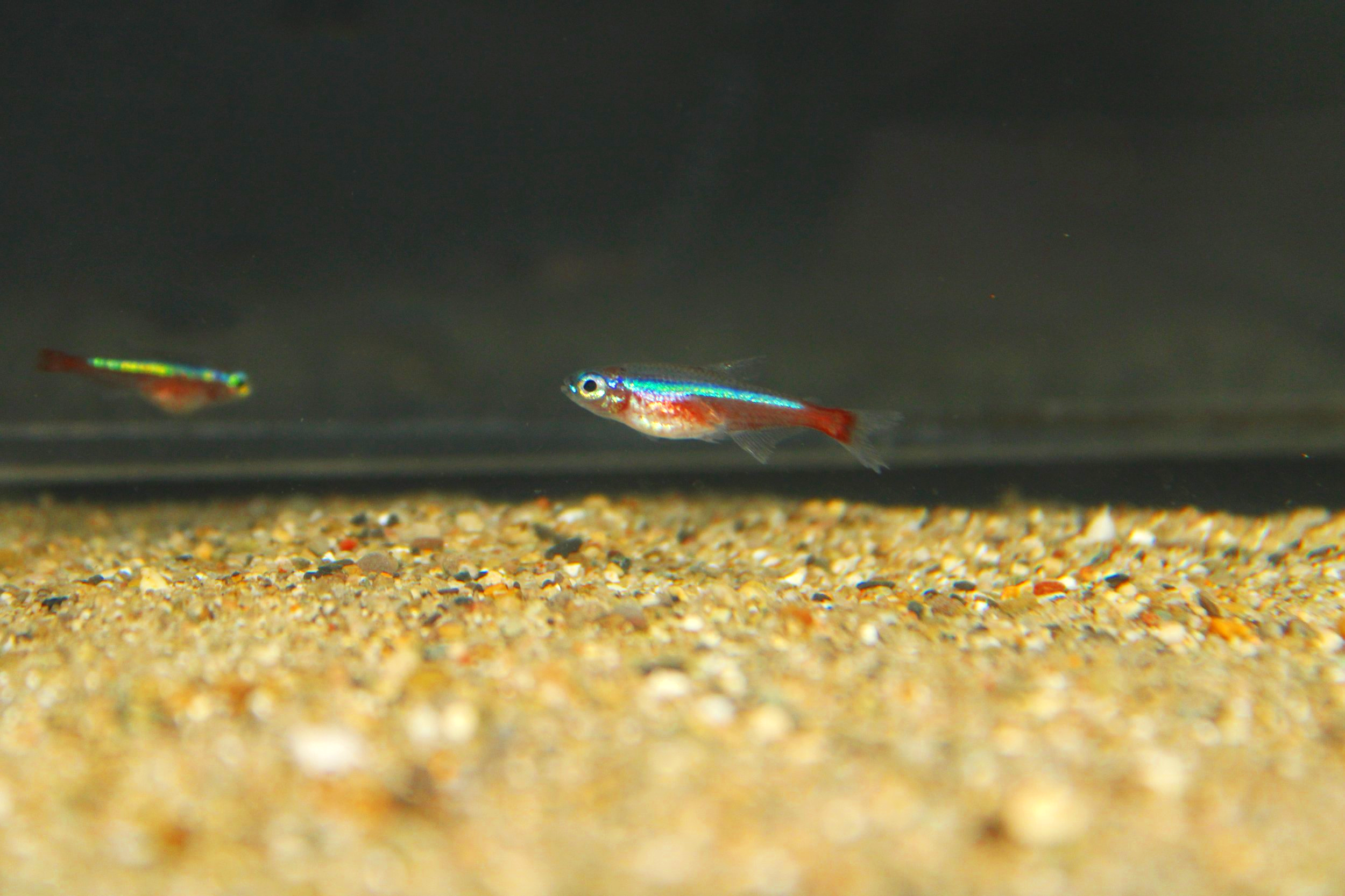 cardinal tetra in a aquarium