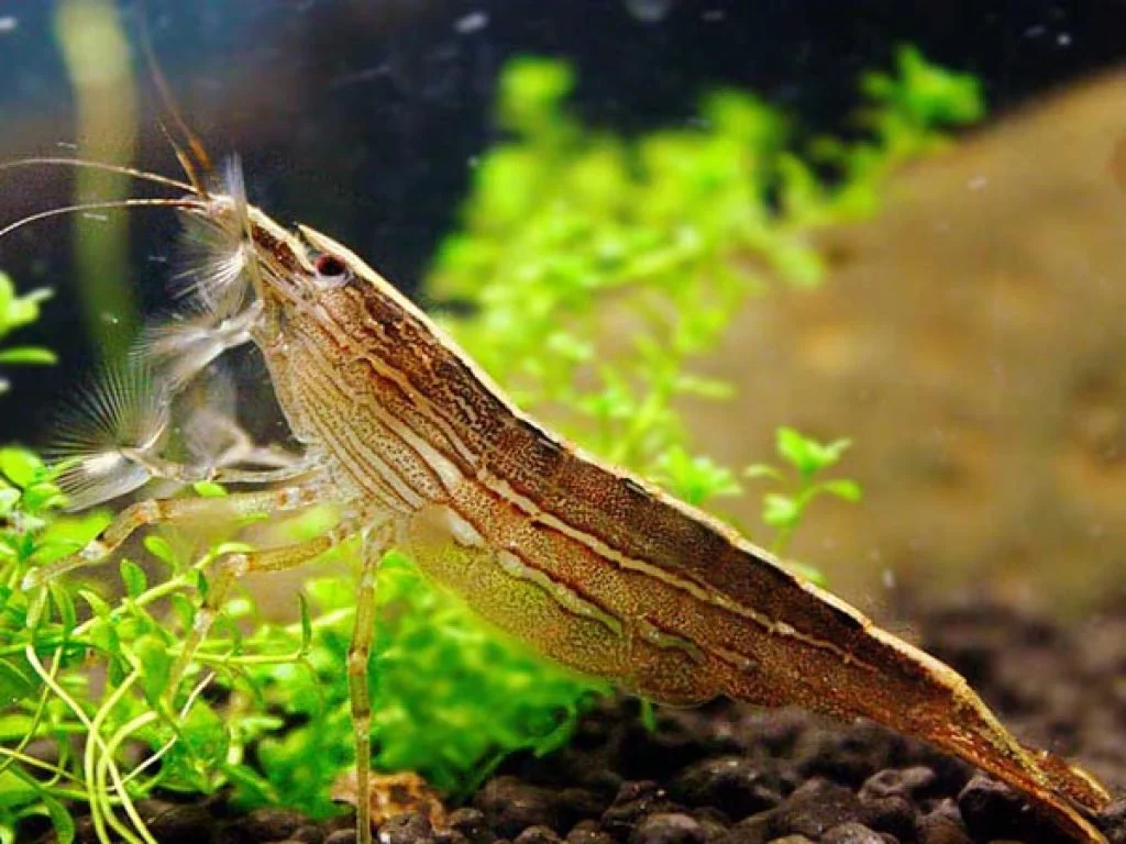 Bamboo_Shrimp-1024x768.jpg