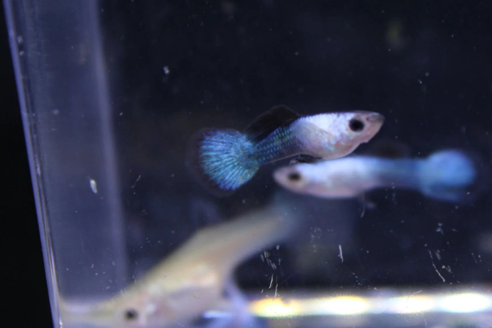 Panda Guppy 1