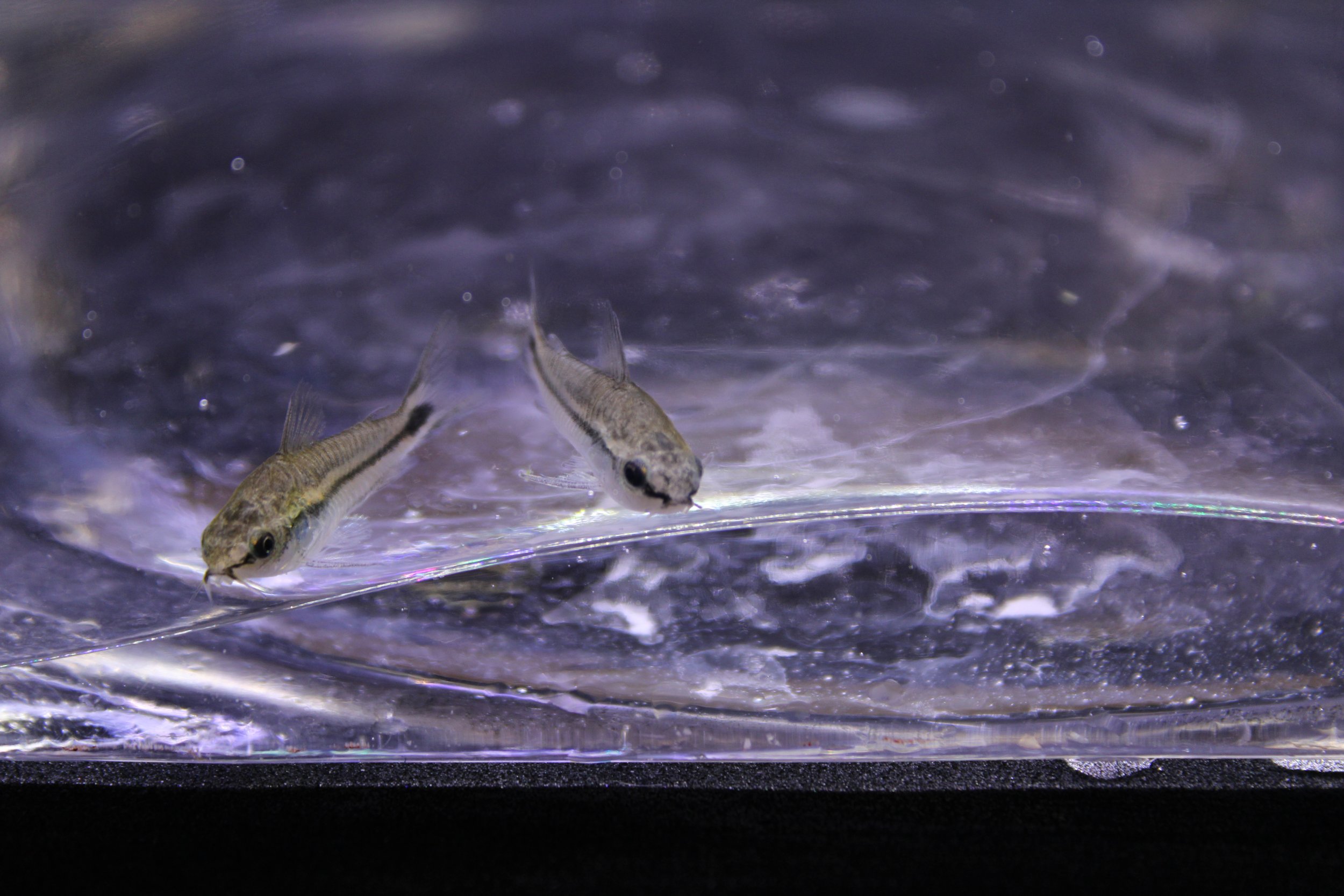 Pygmy Corydoras (Corydoras pygmaeus) 1