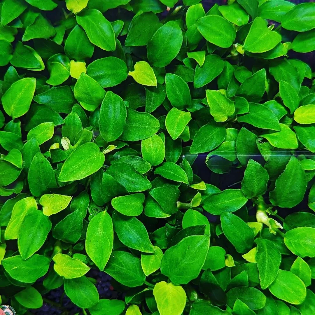 anubias nana petite.jpg