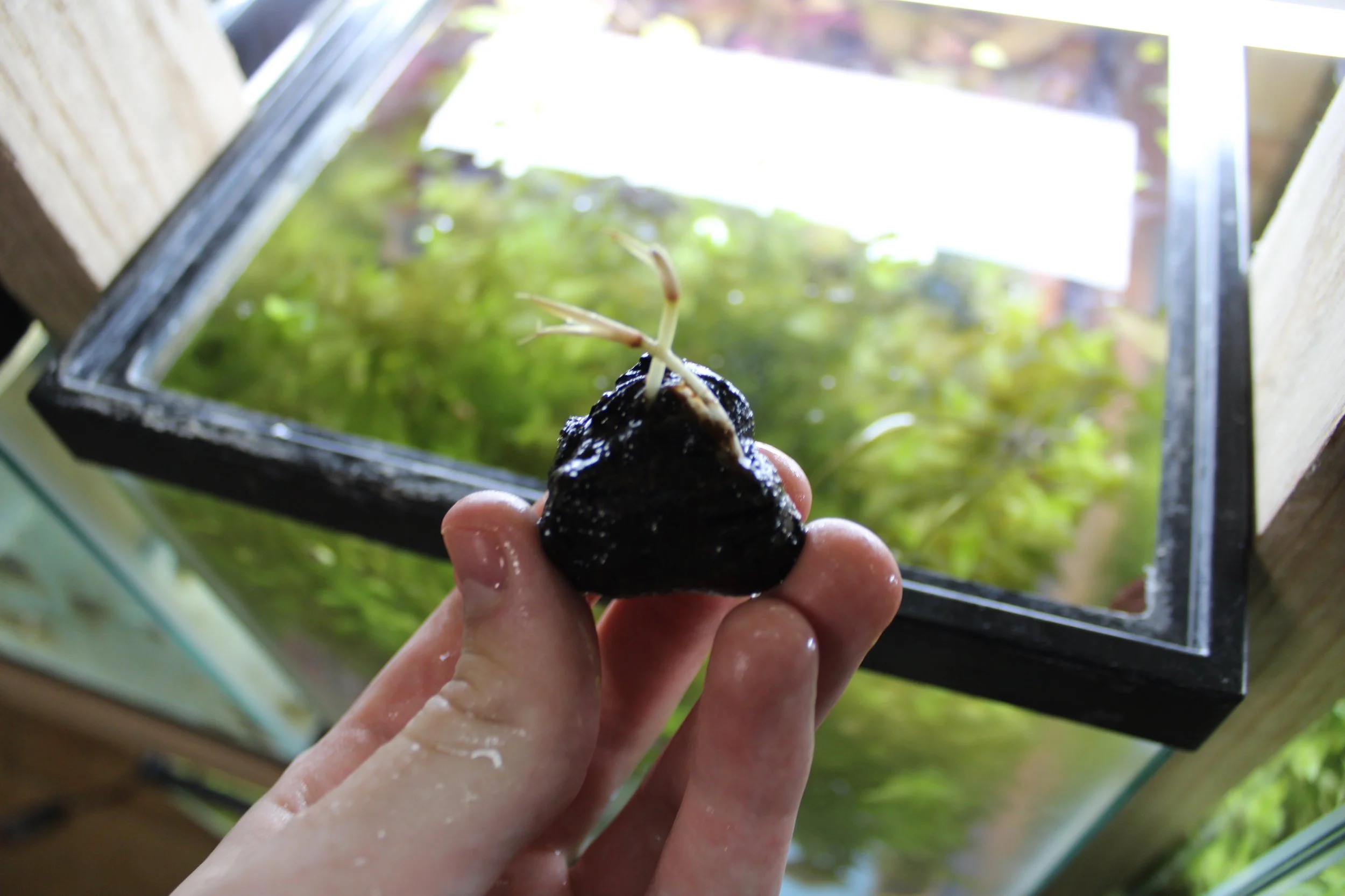 Dwarf Aquarium Lily Bulb