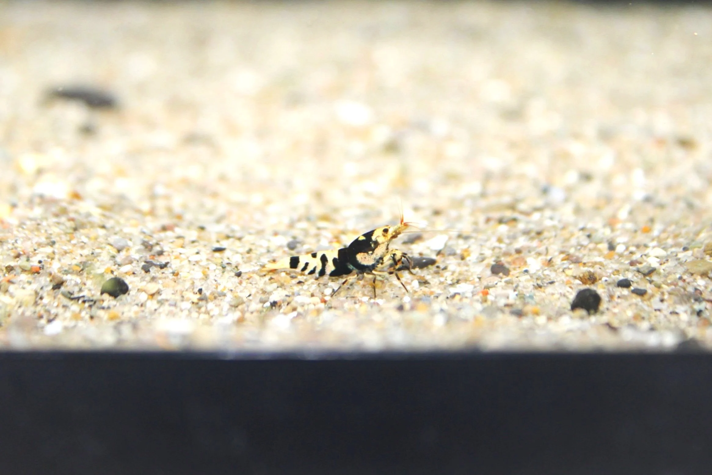 1 grade A black fancy tiger caridina shrimp