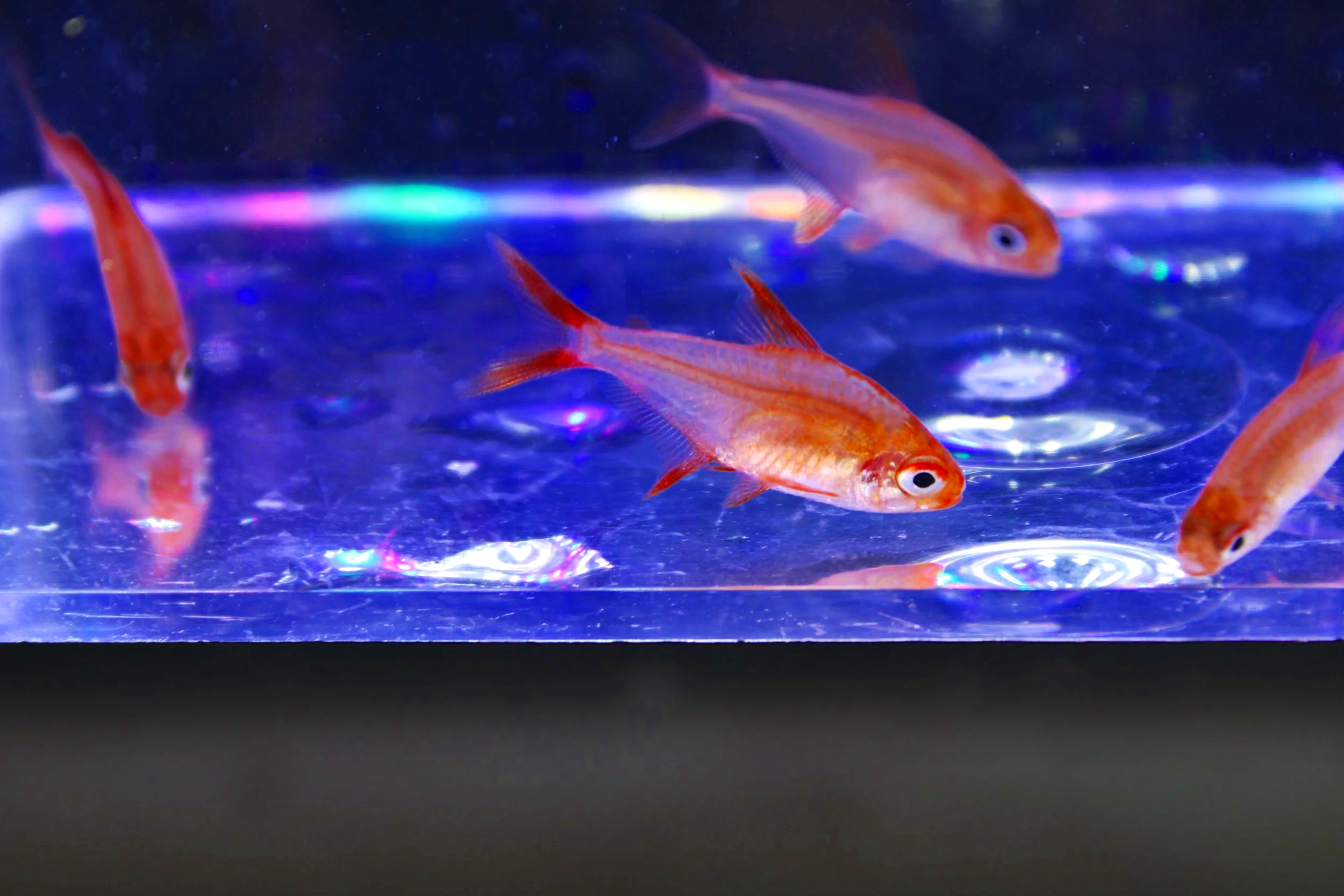 Cherry Red Muzel Tetra
