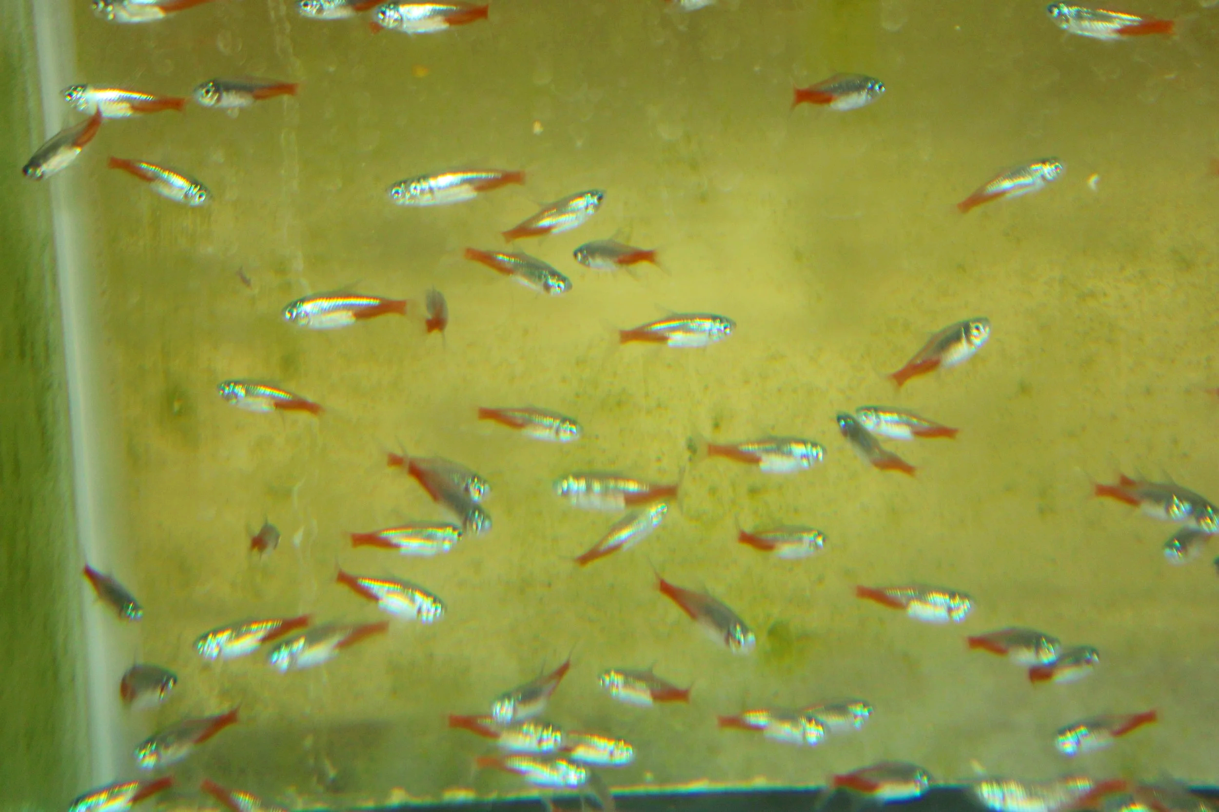 Diamond Head Neon Tetra