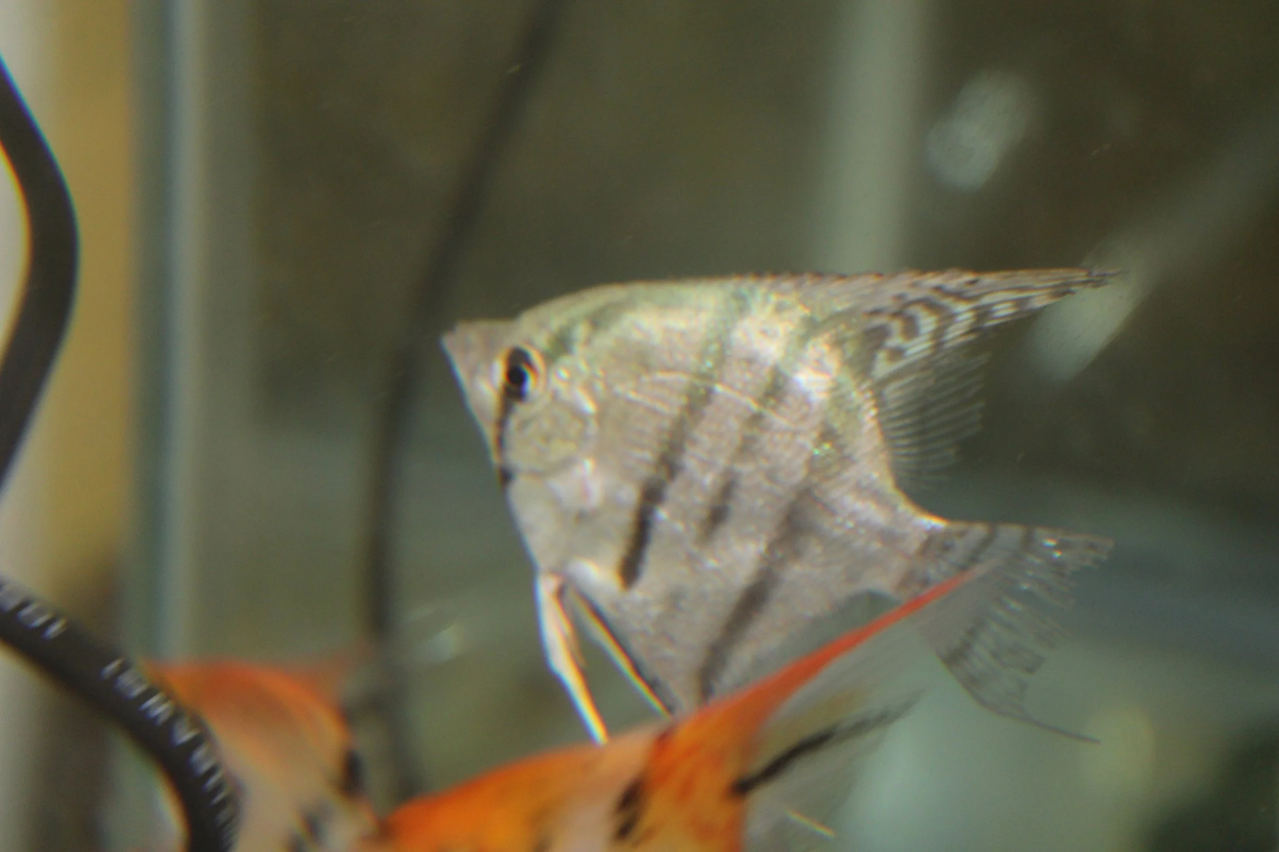 Blue Spotted Zebra Angelfish 3