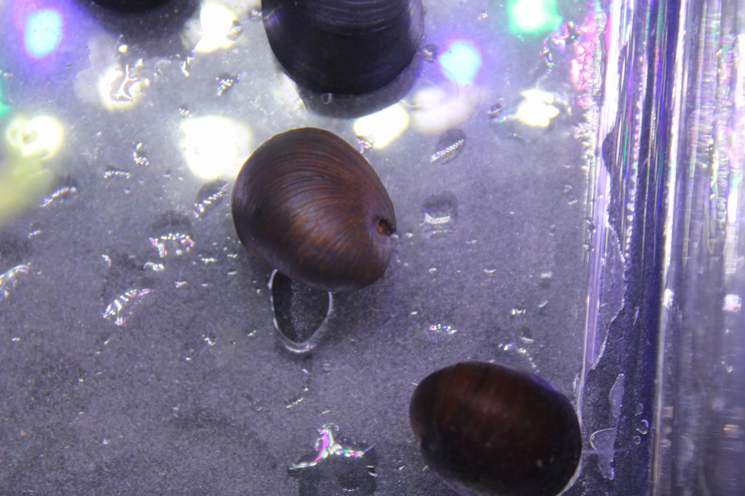 Black Millitary Helmet Nerite Snail 3