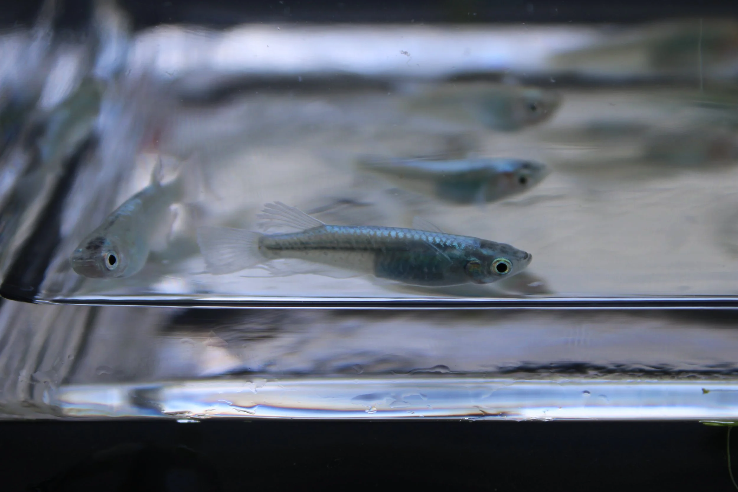 RS4S Japanese Medaka Ricefish