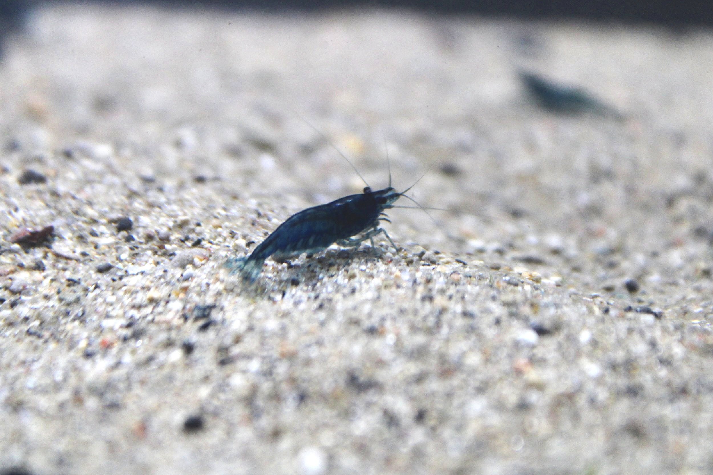 Blue dream neocaridina shrimp in a aquarium on sand