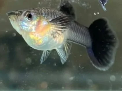 Blue tarzan guppy female