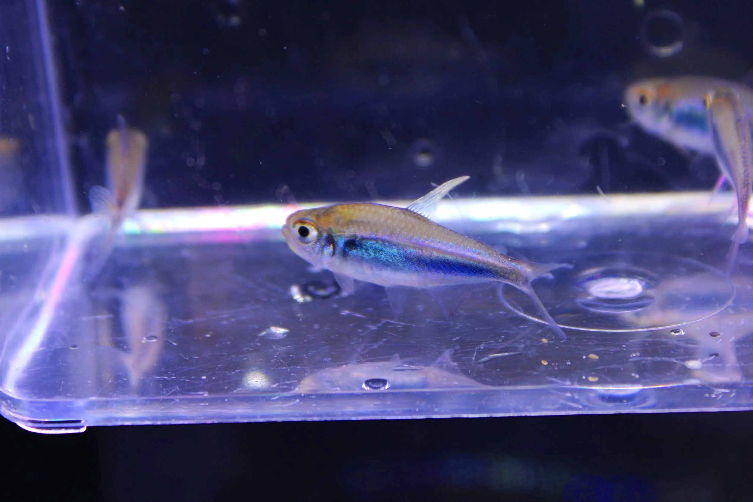 Bleeding Blue Tetra