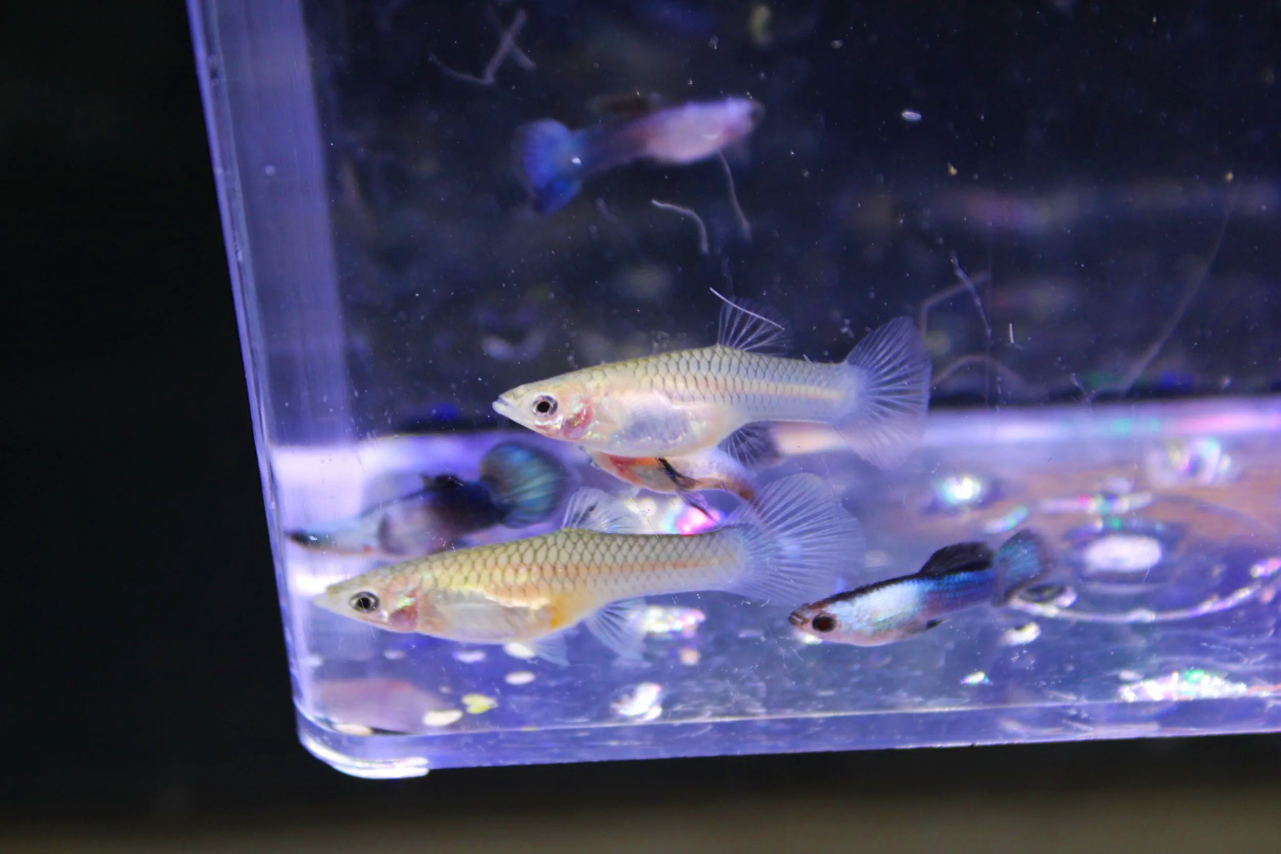 Panda Guppy 4 pairs