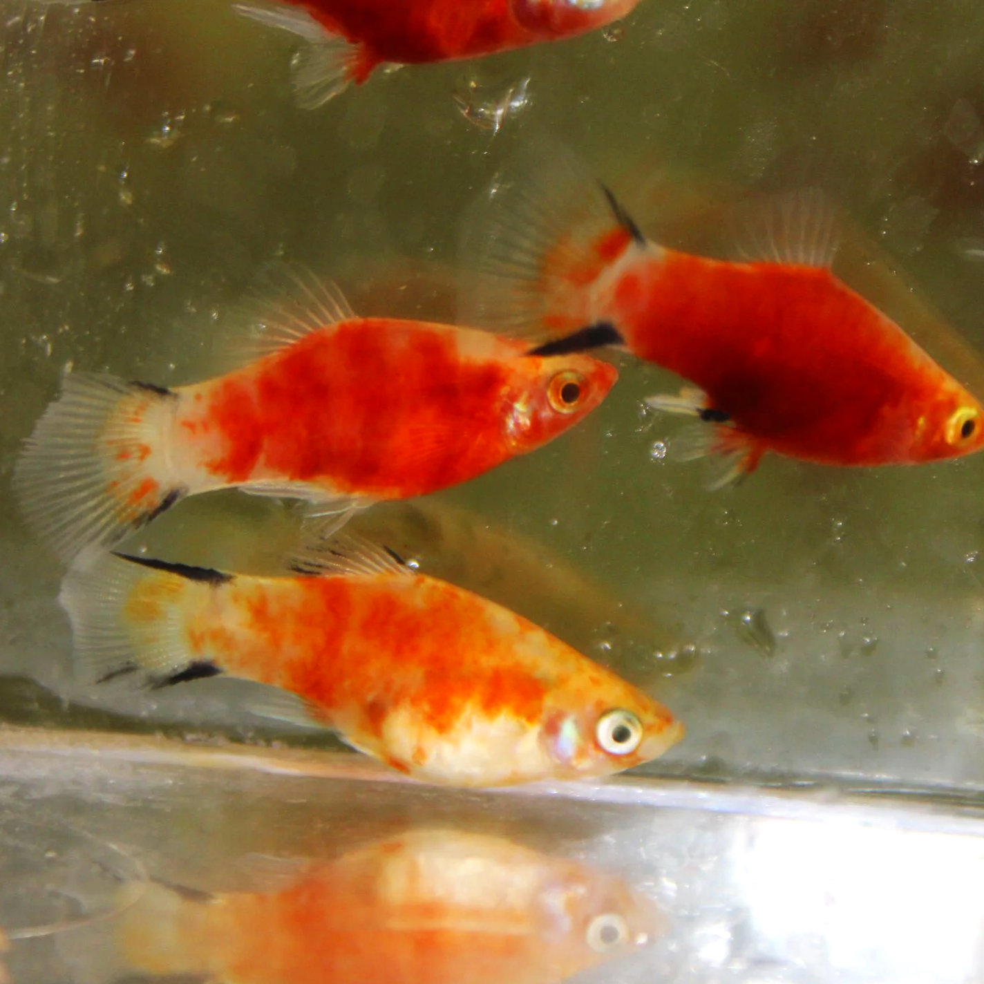 Red Tiger Comet Platy