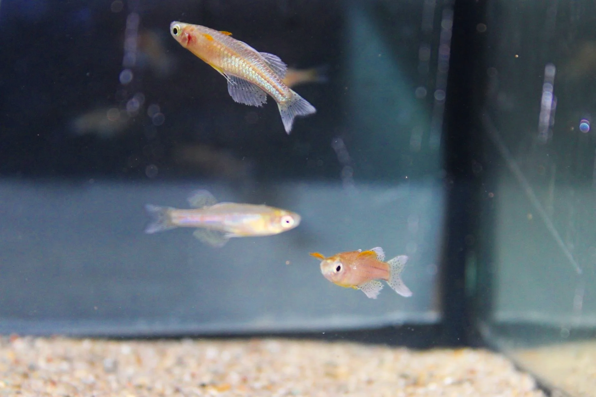 3 spotted blue eye rainbowfish