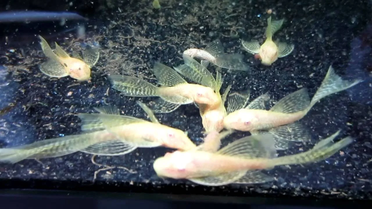 Albino Red Eye Longfin Bristlenose Pleco (Ancistrus sp)