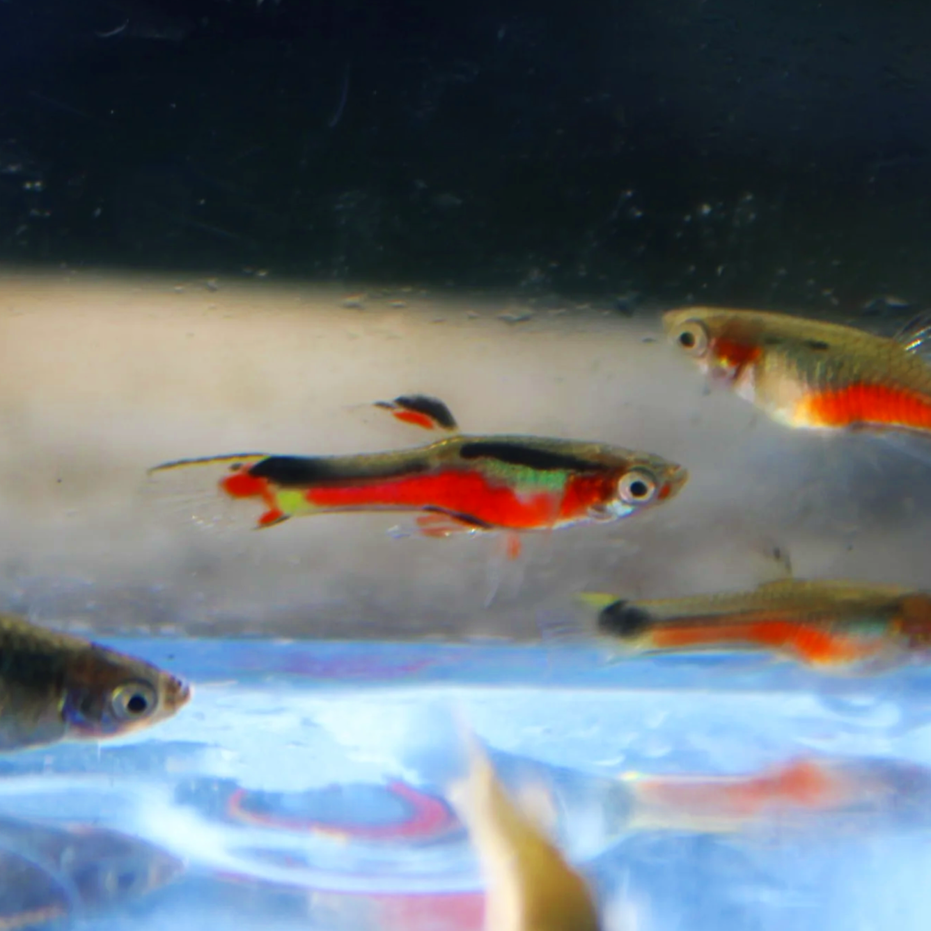 Red Chili Endler's USA BRED!