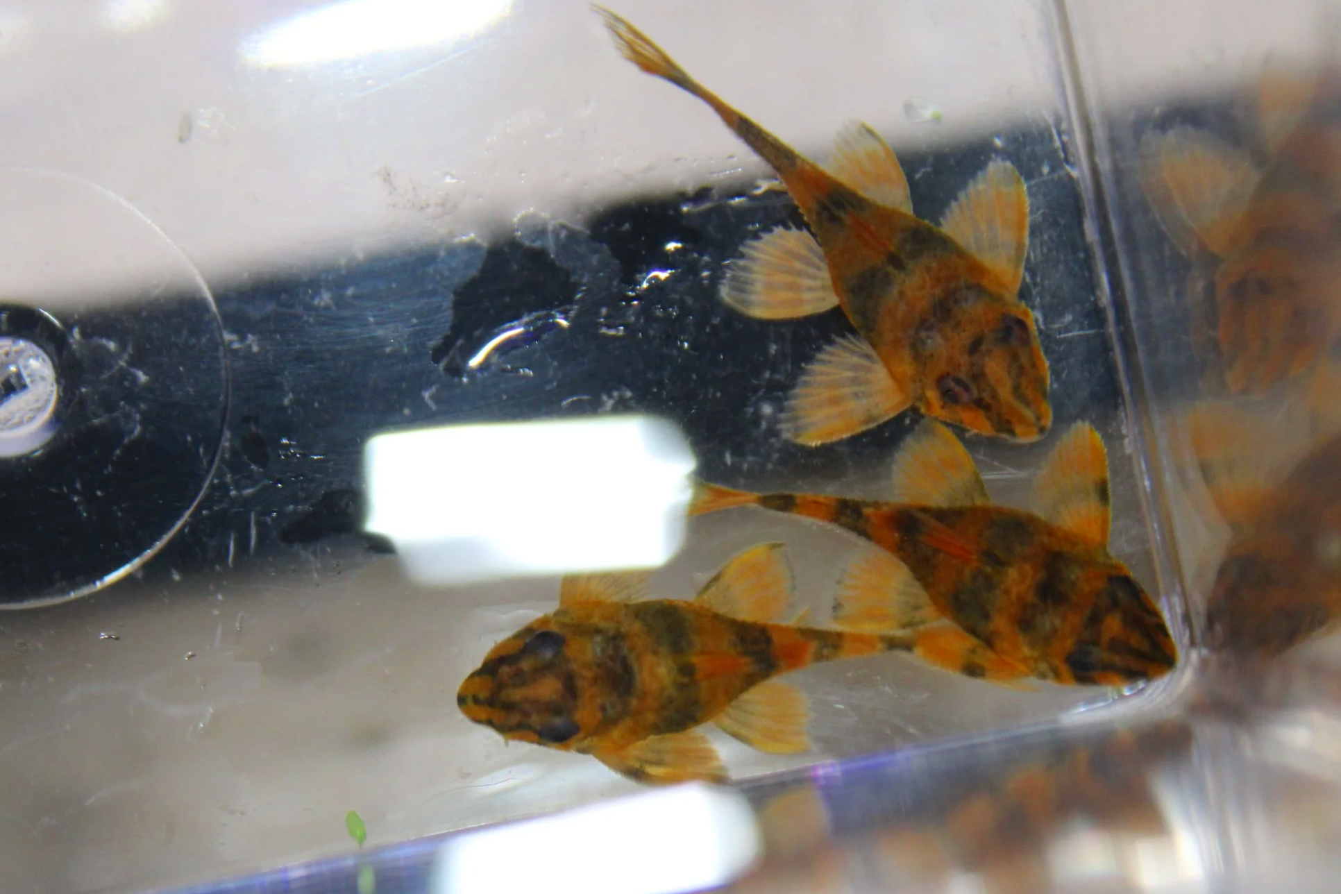 L306 Blood Red Tiger Pleco 3