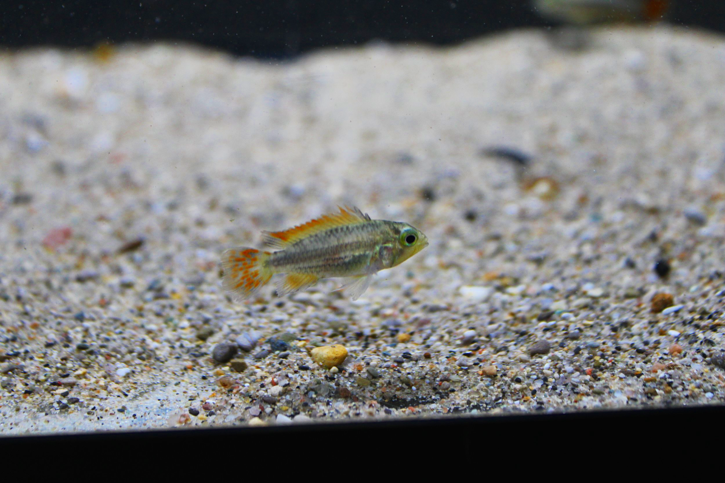 Apistogramma Cacatuoides Triple Red female