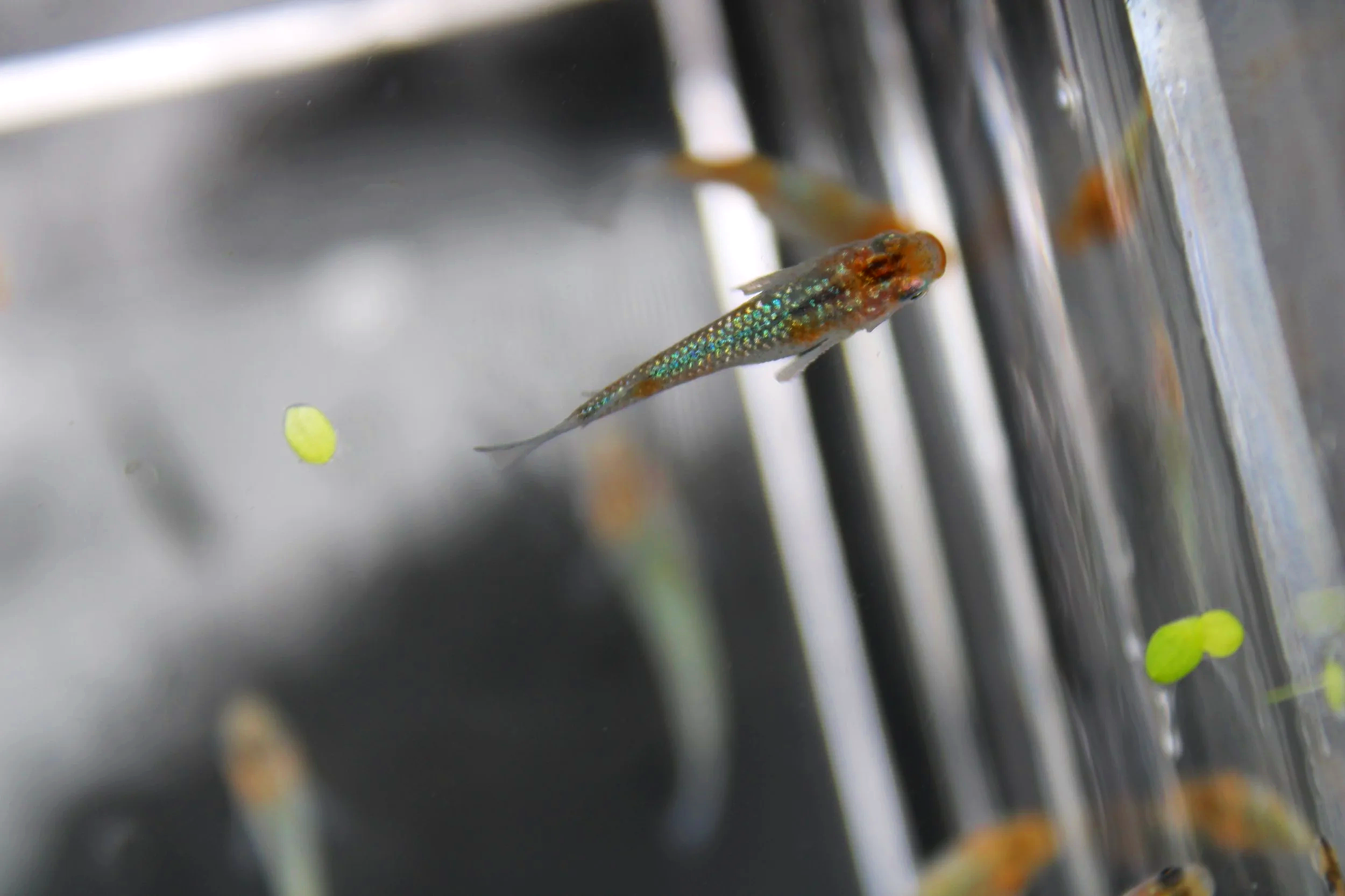 Miyzarakura MHR Japanese Medaka Ricefish