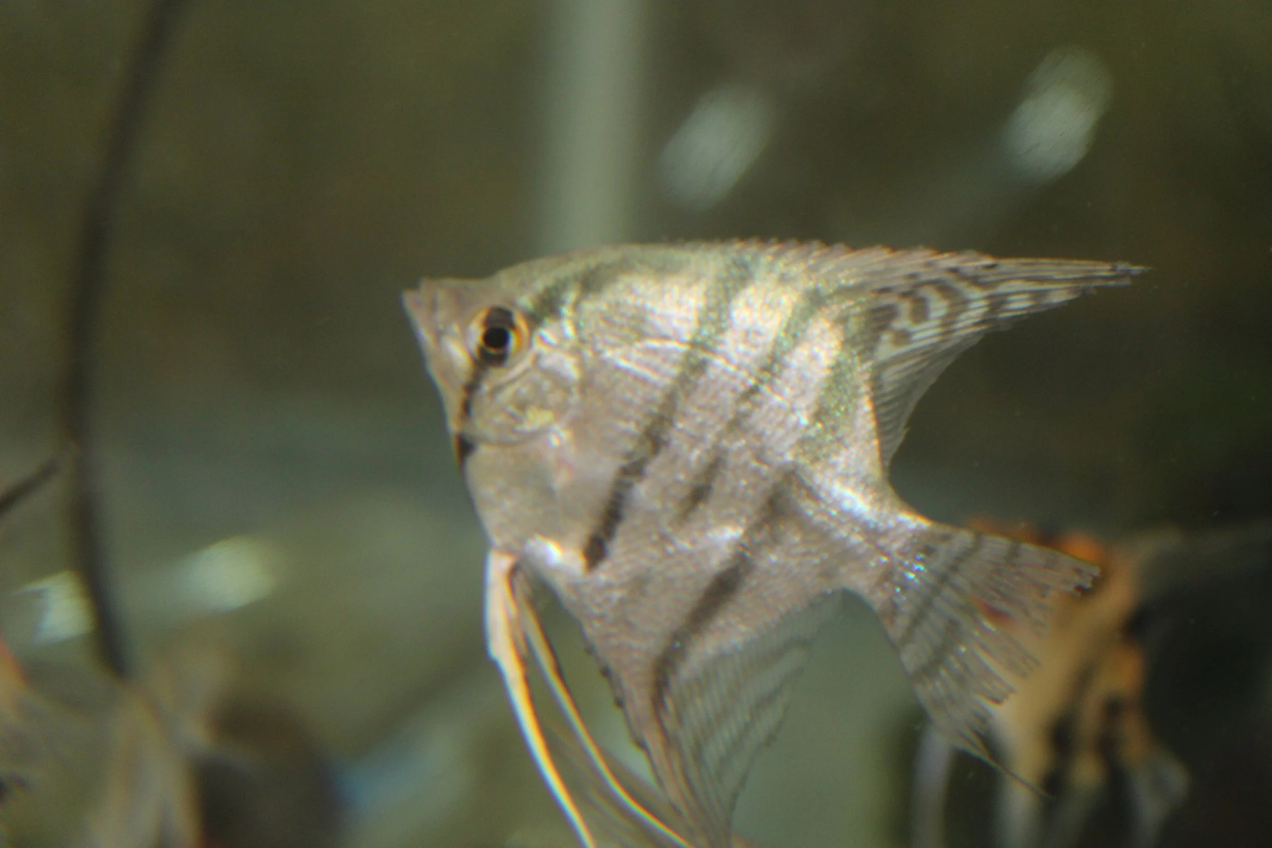Blue Spotted Zebra Angelfish
