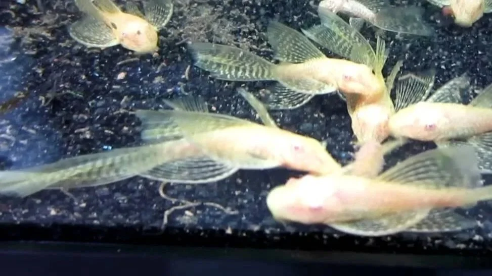 Albino-Long-Fin-Bushynose-Pleco.jpg