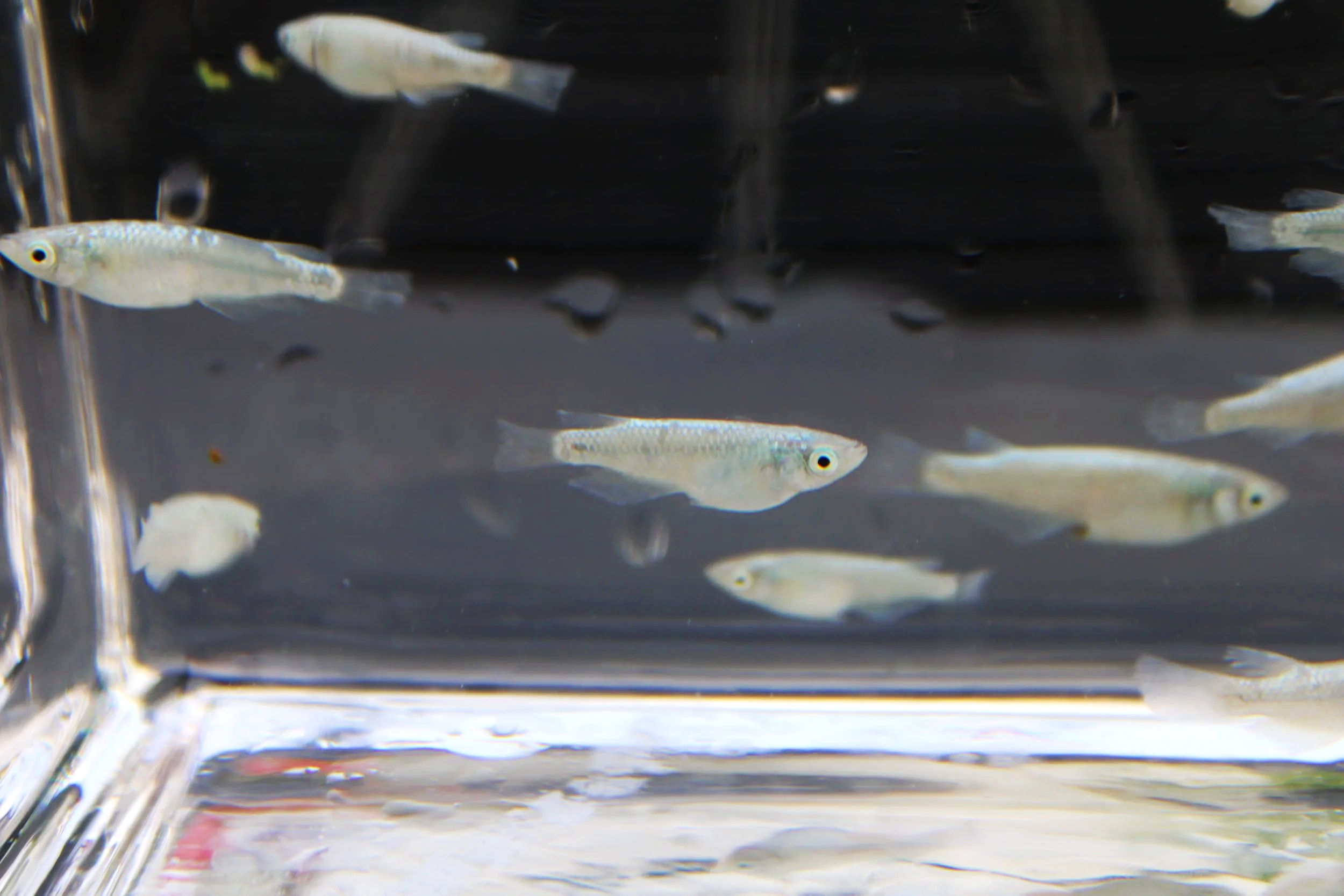 Blizzard Japanese Medaka Ricefish