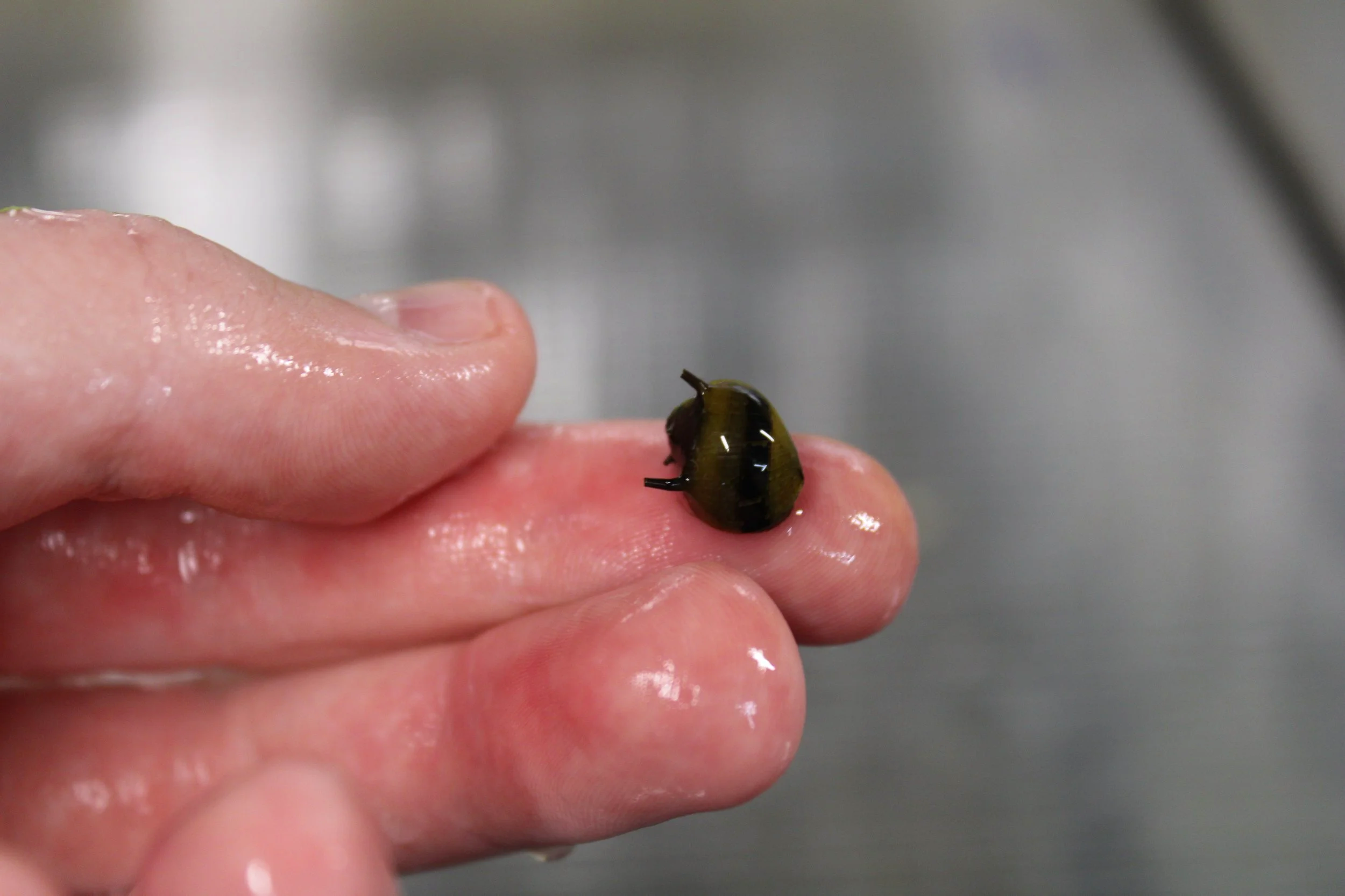 Horned Nerite Snail