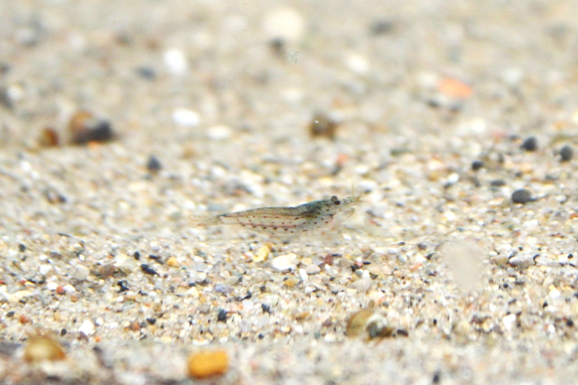 1 amano shrimp