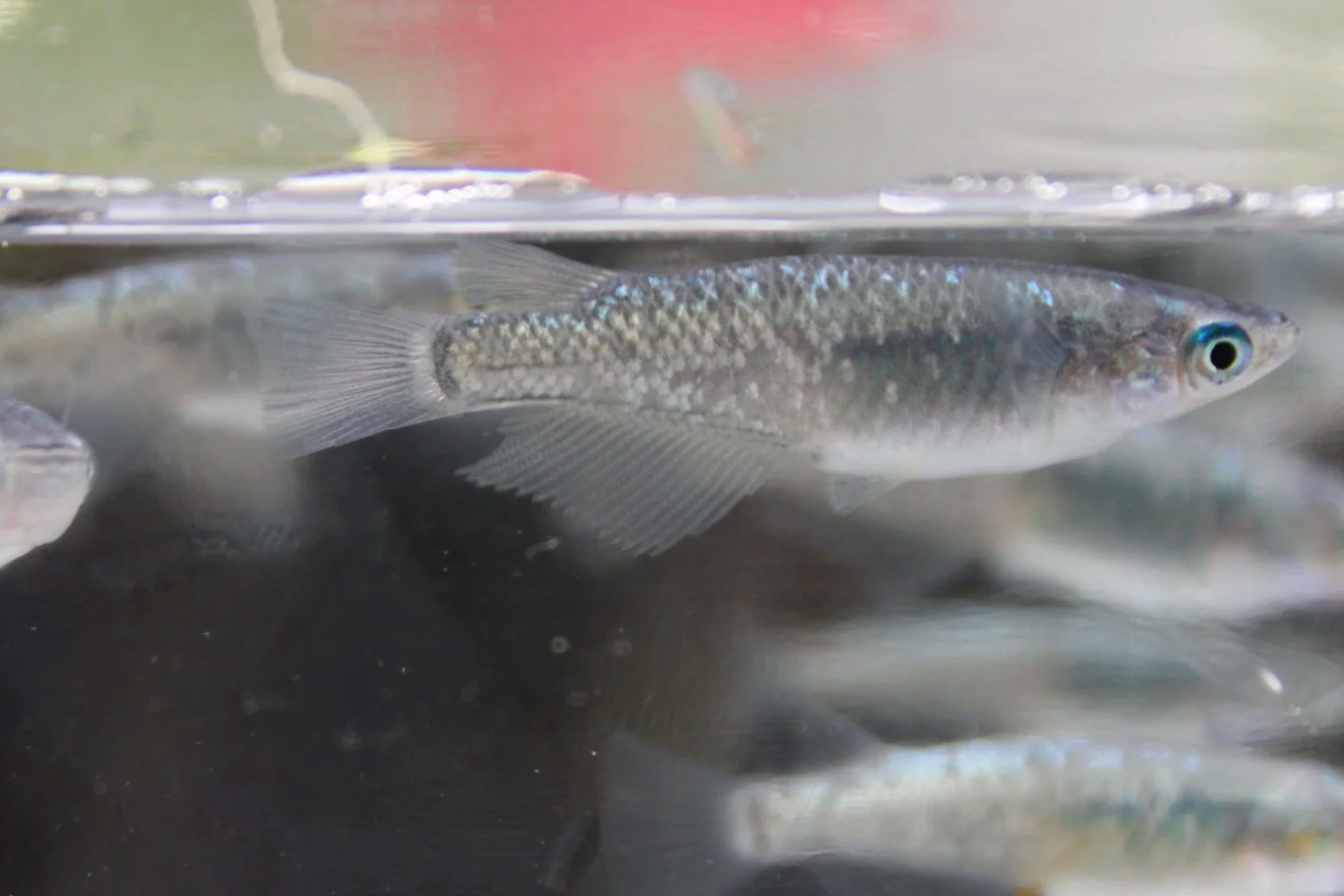 Black Lame Ricefish 3