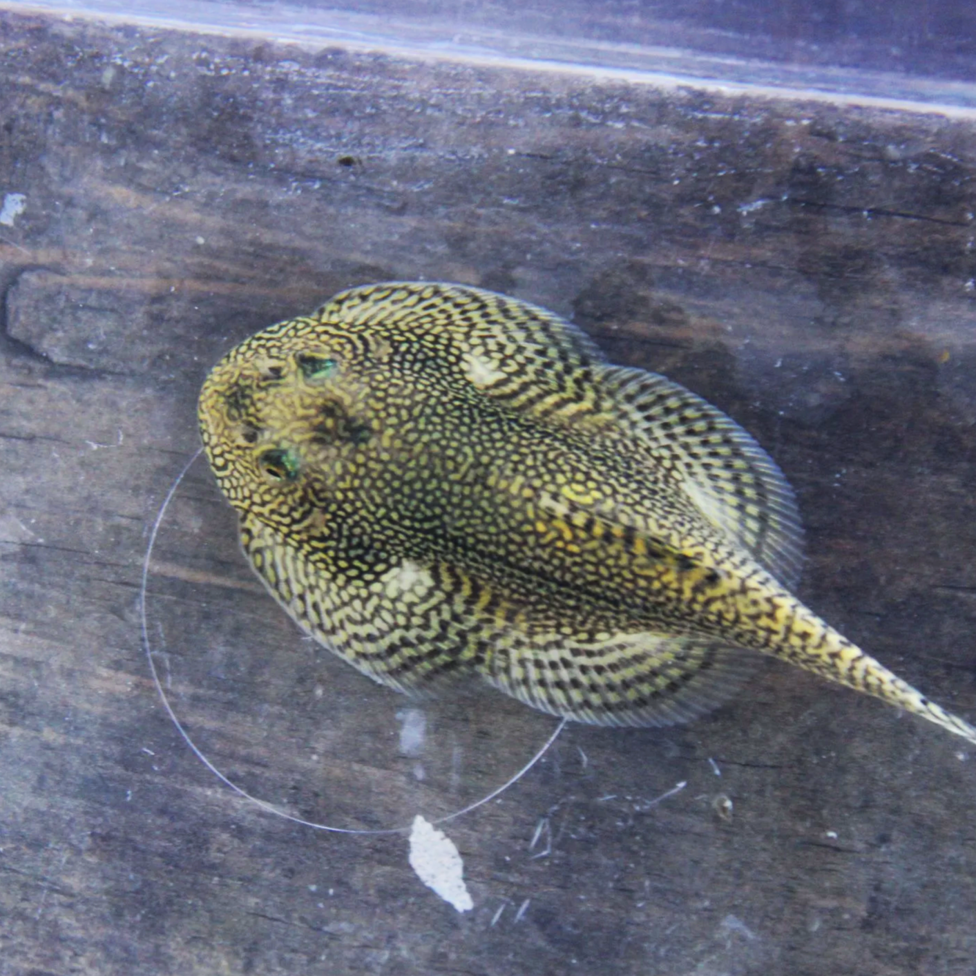 Spotted Hillstream Loach (Sewellia sp. Spotted”Yellow Pearl)