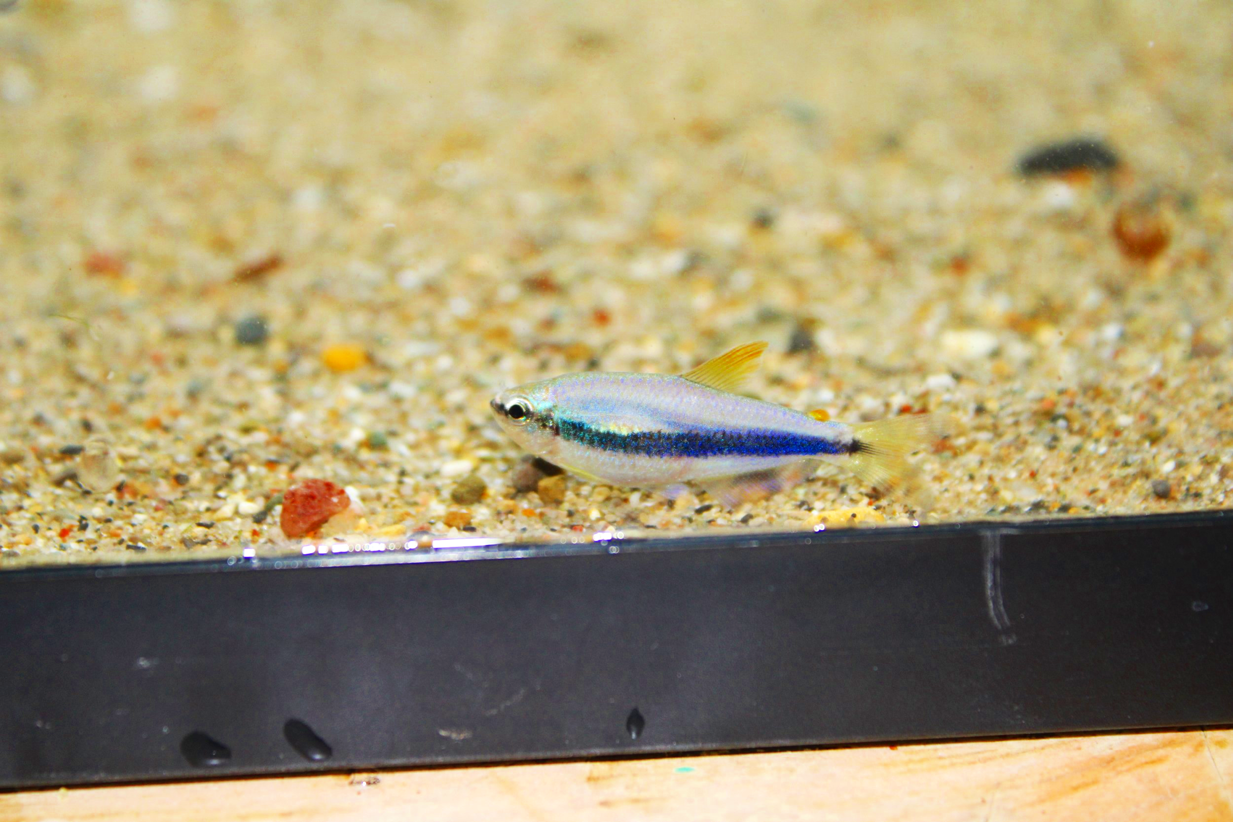 Blue emperor tetra on sand