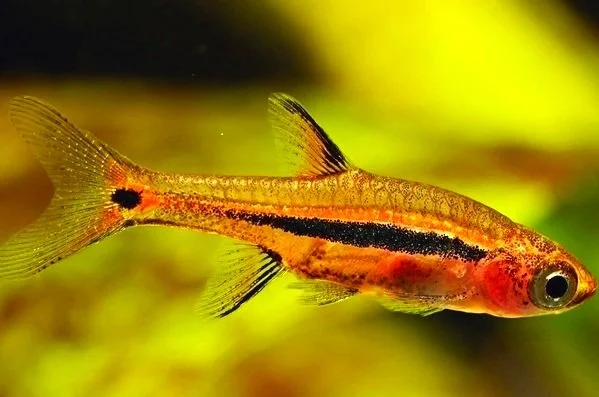 Exclamation Point Rasbora