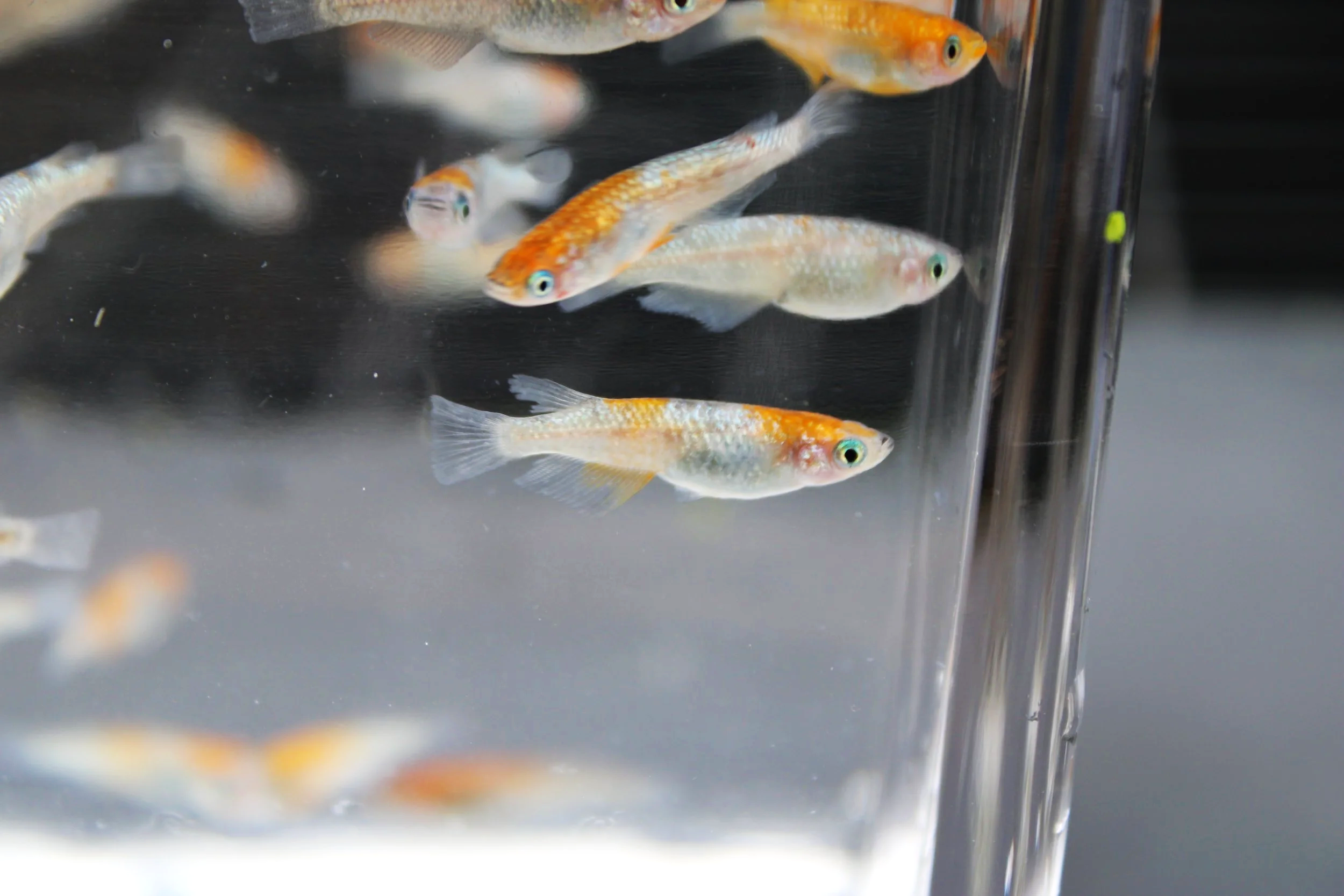 Lame 3 Color Japanese Medaka Ricefish