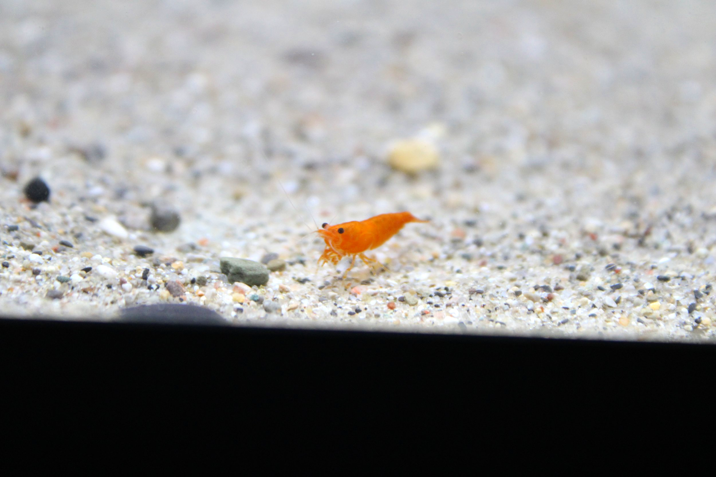 High Grade orange sunkist shrimp neocaridina