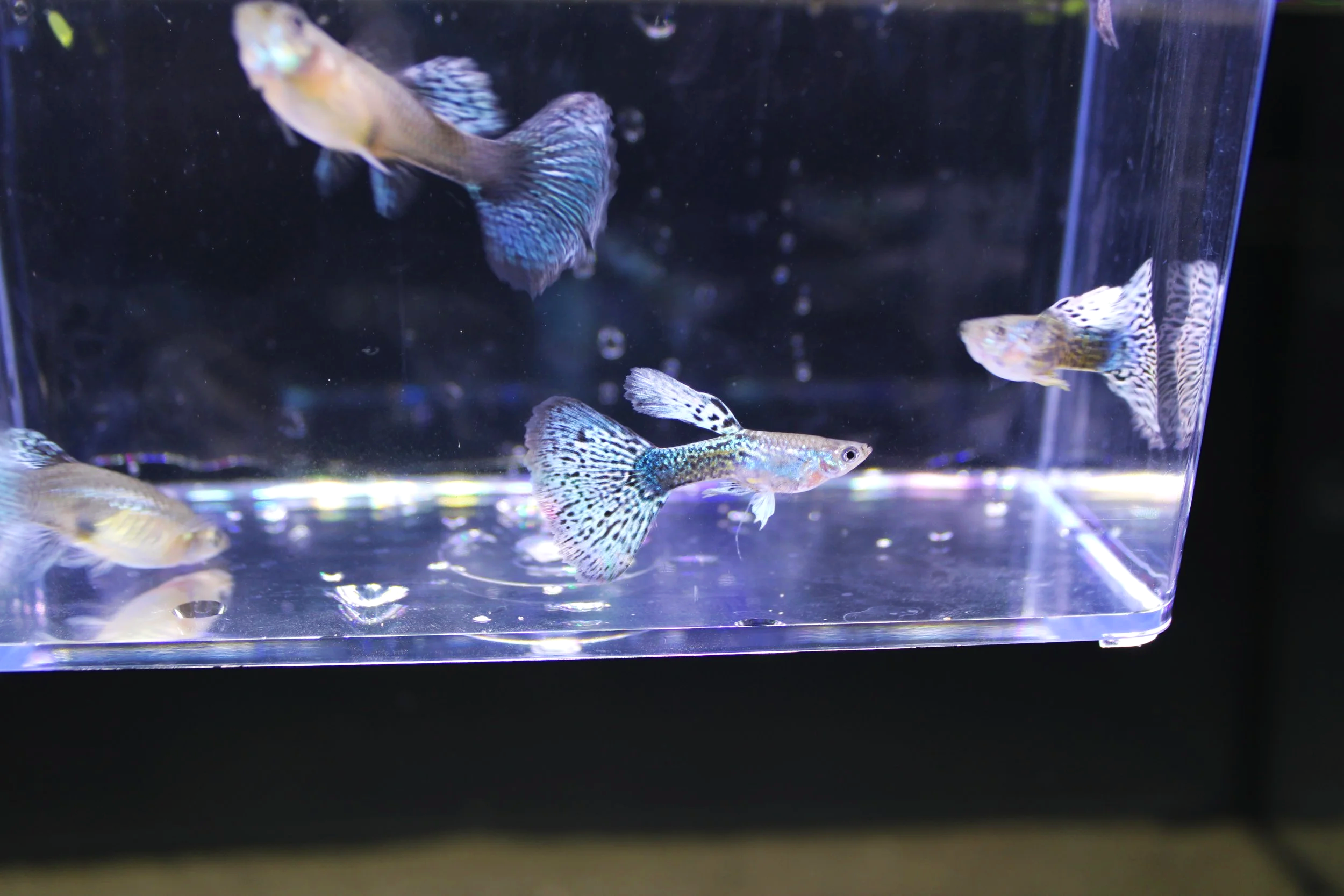 Male Blue Dragon guppy