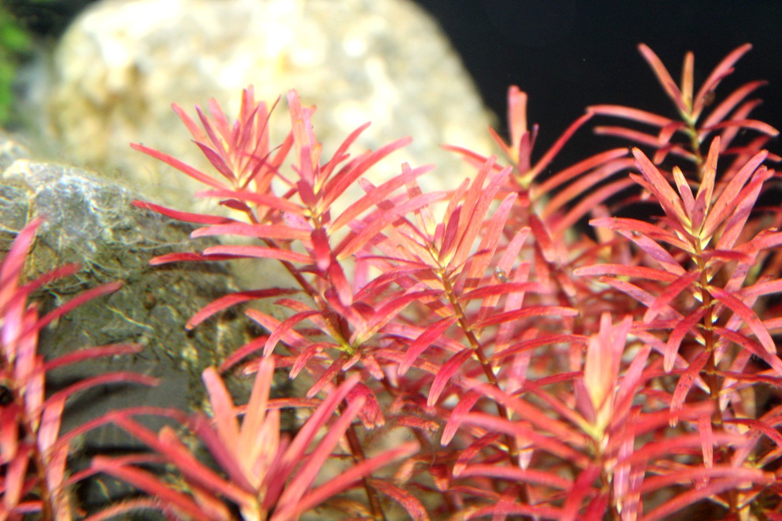 rotala blood red.jpg