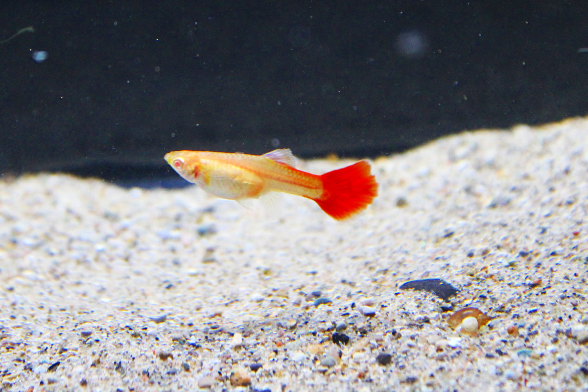 Female full red albino guppy fish